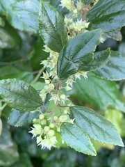 Itea rhamnoides