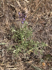 Lupinus formosus formosus