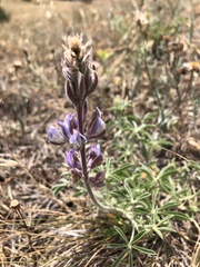 Lupinus formosus formosus