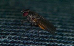 Helina abdominalis
