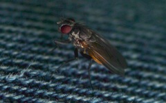 Helina abdominalis