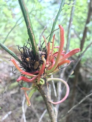 Exobasidium parvifolii