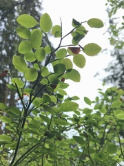 Exobasidium parvifolii