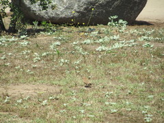 Eremophila alpestris actia