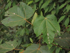 Croton smithianus