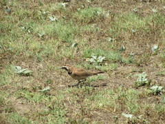 Eremophila alpestris actia