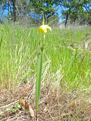 Calochortus amabilis