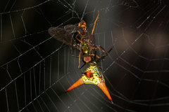 Micrathena militaris