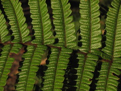Dryopteris wallichiana