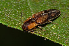 Glyphonyx praevius