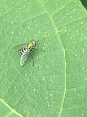 Condylostylus pruinosus