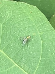 Condylostylus pruinosus