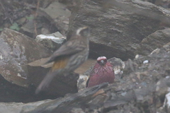 Carpodacus dubius