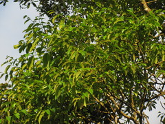 Dussia macroprophyllata