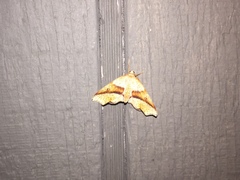 Plagodis phlogosaria