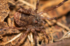Lacinius ephippiatus