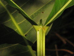 Elaeagia utilis