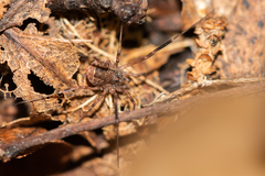 Lacinius ephippiatus