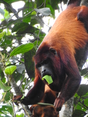 Alouatta macconnelli