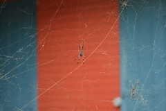 Trichonephila inaurata inaurata