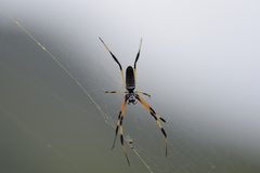 Trichonephila inaurata inaurata