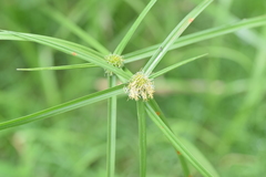 Cyperus hortensis