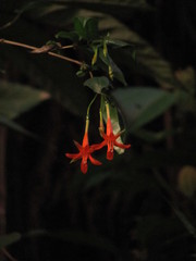 Fuchsia venusta