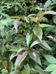 Syzygium gerrardii