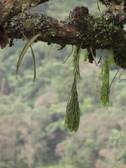 Phlegmariurus