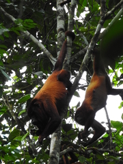 Alouatta macconnelli