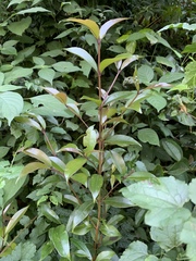 Syzygium gerrardii