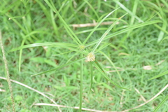 Cyperus hortensis