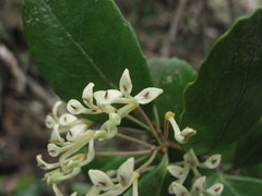 Lomatia dentata