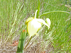 Calochortus amabilis