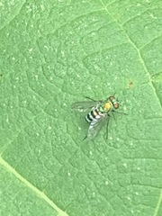 Condylostylus pruinosus