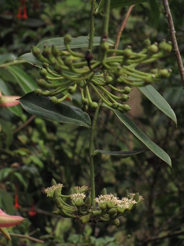 Marcgravia brownei