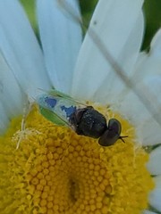 Hedriodiscus vertebratus