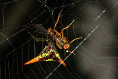 Micrathena militaris