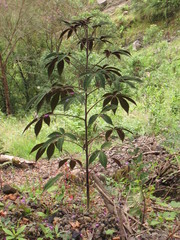 Podandrogyne densiflora