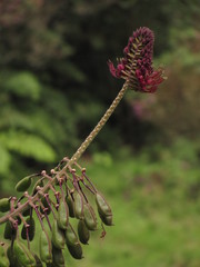 Podandrogyne densiflora