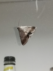 Pandesma quenavadi
