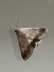 Pandesma quenavadi