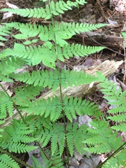 Dryopteris × triploidea