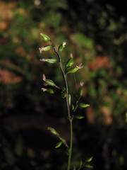 Pseudechinolaena polystachya