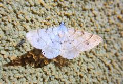 Frederickia subterminata