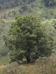 Quercus humboldtii