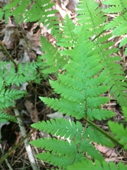 Dryopteris × triploidea
