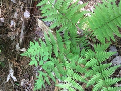 Dryopteris × triploidea