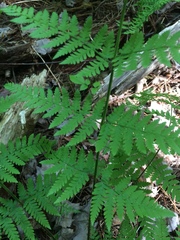 Dryopteris × triploidea