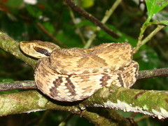 Bothrops jararaca